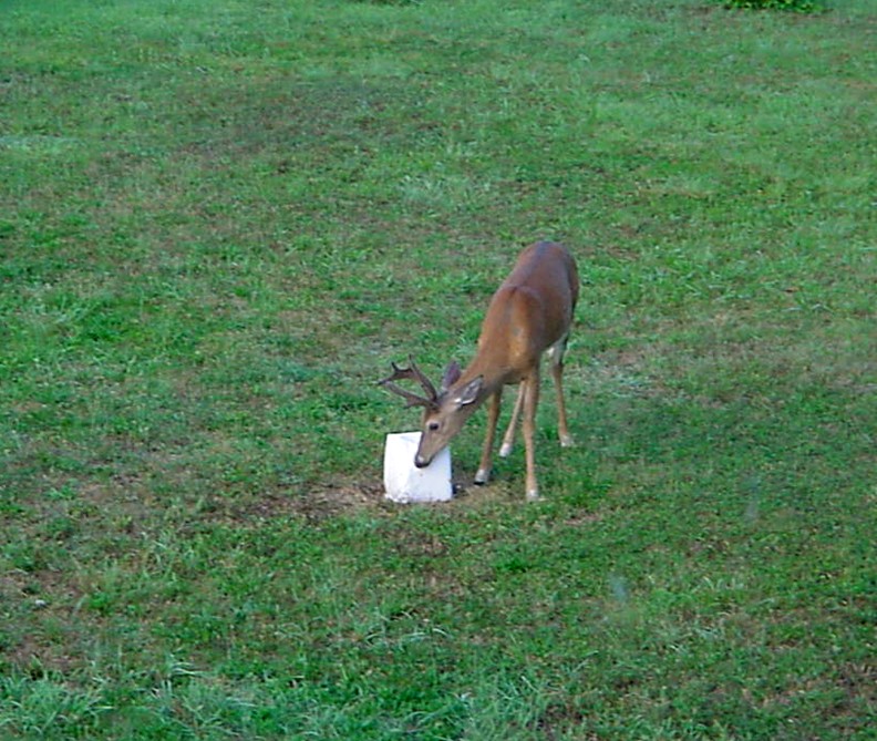  Backyard deer.